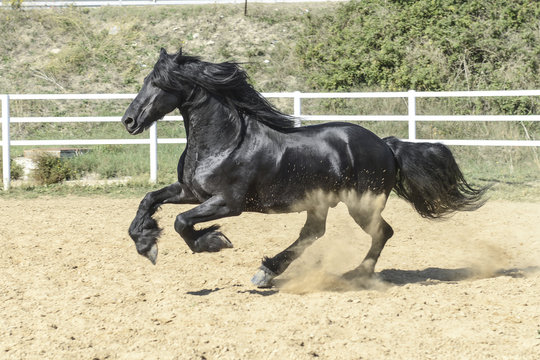 cavallo