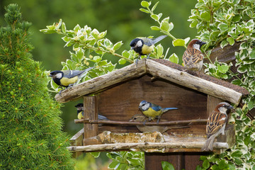 Singvögel im Vogelhaus