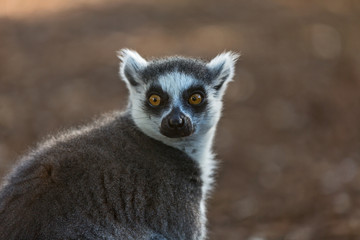 Naklejka na ściany i meble lemur jungle animal Madagascar, Funny Ring-tailed lemur