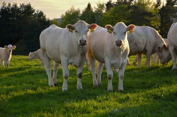 Cows on meadow