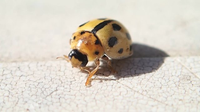 Yellow ladybird cleaning its legs 