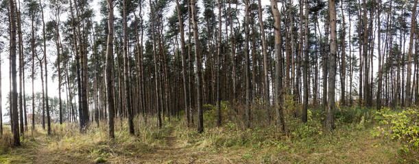 Pine forest, panorama