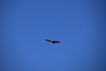 Aguila