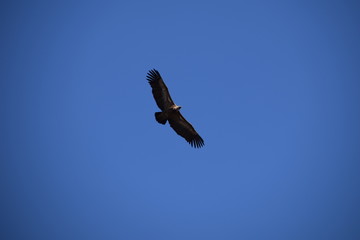 Aguila
