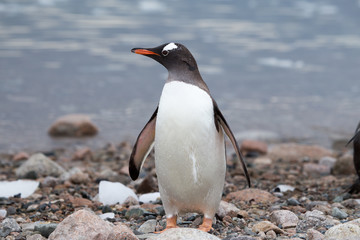 Obraz premium A gentoo penguin at Neko Harbour, Antarctica