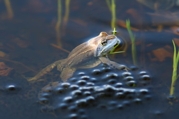 Fototapeta premium Rana arvalis. Moor frog close-up next to his eggs