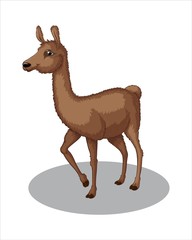 Adult Lama-vector drawing-isolated white background