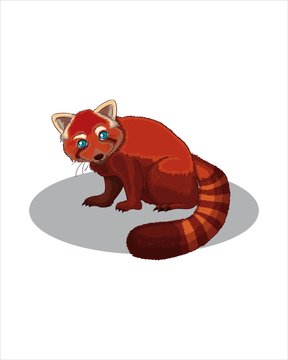 Cute red panda-vector drawing-isolated white background