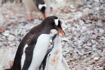 A Gentoo Penguin feeds its chick at Neko Harbour, Antarctica.