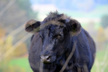 Fototapeta premium Anguskuh, schwarzes weibliches Angusrind im Portrait