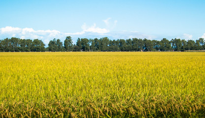 Obraz premium 収穫間近の稲穂