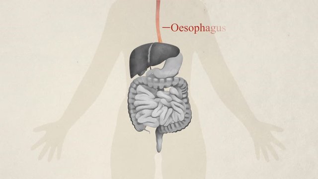 Illustration of the digestive system labelled