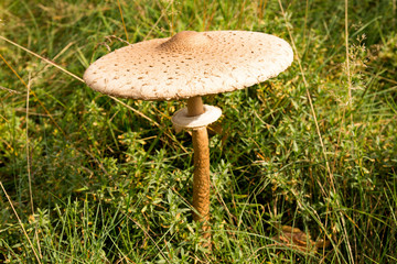 Parasol Pilz von oben auf grüner Wiese