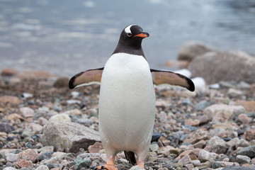 Naklejka premium A gentoo penguin at Neko Harbour, Antarctica