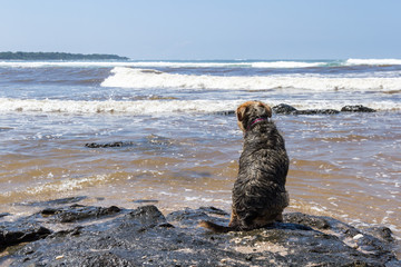 Sad but loyal friend