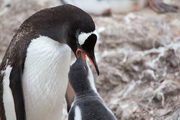 Naklejka premium A Gentoo Penguin feeds its chick at Neko Harbour, Antarctica.