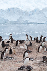 Fototapeta premium A Gentoo Penguin colony at Neko Harbour, Antarctica
