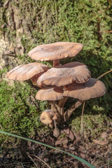Paddestoelen bij de Oisterwijkse vennen