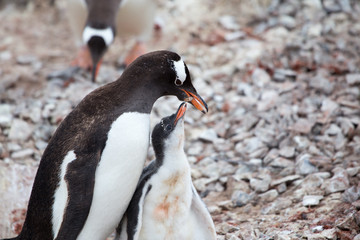 Fototapeta premium A Gentoo Penguin feeds its chick at Neko Harbour, Antarctica.