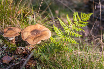 Paddestoelen bij de Oisterwijkse vennen