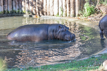The common hippopotamus (Hippopotamus amphibius), hippo portrait. The common hippopotamus...