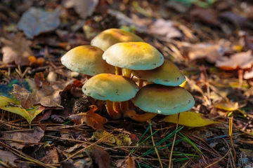 Fototapete Paddestoelen bij de Oisterwijkse vennen © John Hofboer