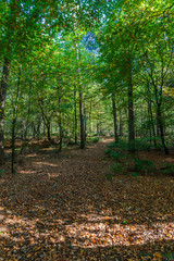 Groot Goorven, Oisterwijkse vennen