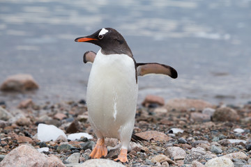 A gentoo penguin walks along the shoreline at Neko Harbour.
