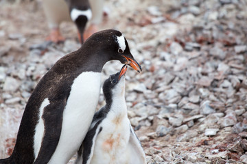 A Gentoo Penguin feeds its chick at Neko Harbour, Antarctica.