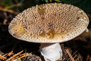 Paddestoelen bij de Oisterwijkse vennen