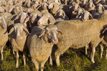 Hausschafe auf der Weide
