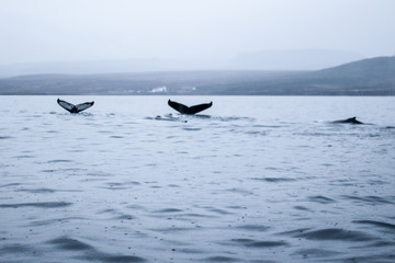 Naklejka premium Whales