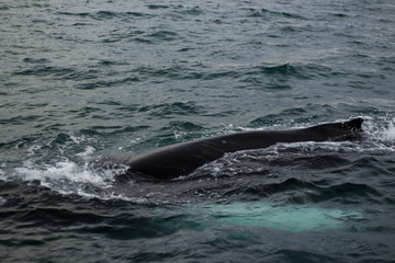 Fototapeta premium Whales