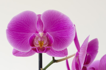 Orchidee Grusskarte