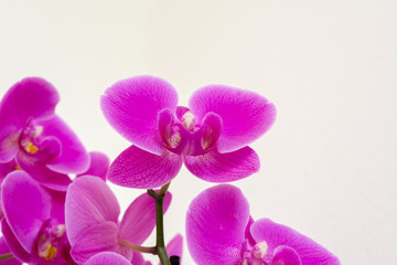 Fototapeta premium Orchideen