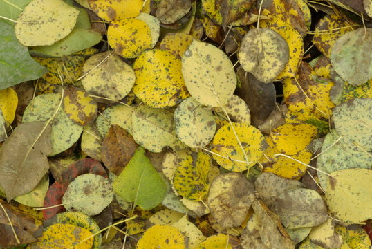 dry fallen leaves pears