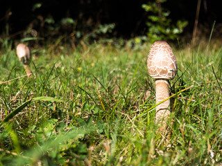 The parasol mushroom
