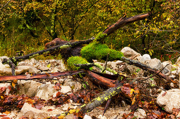 Trees on the bottom canyon Vela Draga in autumnn, Croatia