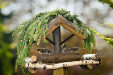 Spatzen im Vogelhaus