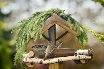 Spatzen im Vogelhaus