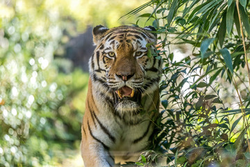 Tigre siberiana, Panthera tigris altaica. ritratto della tigre siberiana. occhi della tigre. 
