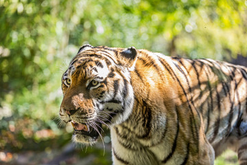 Tigre siberiana, Panthera tigris altaica. ritratto della tigre siberiana. occhi della tigre.  - obrazy, fototapety, plakaty