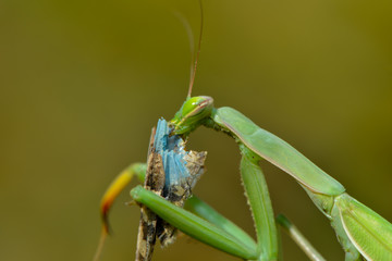Gottesanbeterin frisst blaue Ödlandschrecke