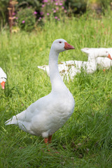 Weiße Gans