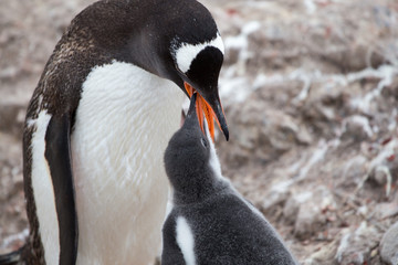 Fototapeta premium A Gentoo Penguin feeds its chick at Neko Harbour, Antarctica.