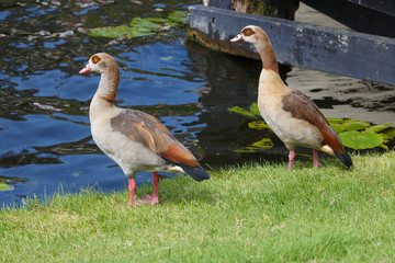 Nilgänse