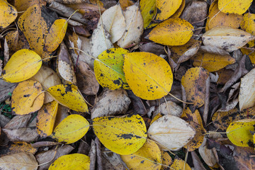 Autumn leaves background in selective focus. Red, orange and yellow dry leaves.