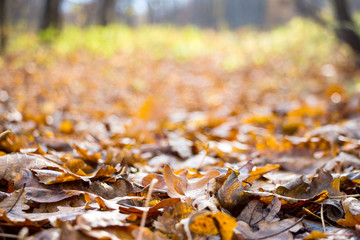 Autumn landscape. Fallen autumn leaves in the forest close up. Background texture on an autumn theme