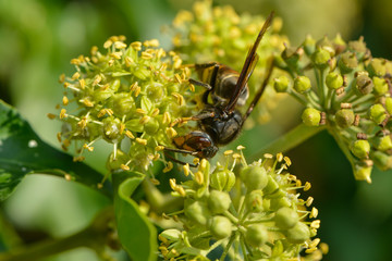 asiatische Hornisse auf einer Efeublüte