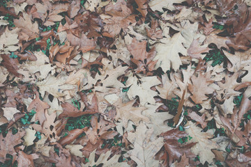 Autumn leaves background in selective focus. Red, orange and yellow dry leaves.